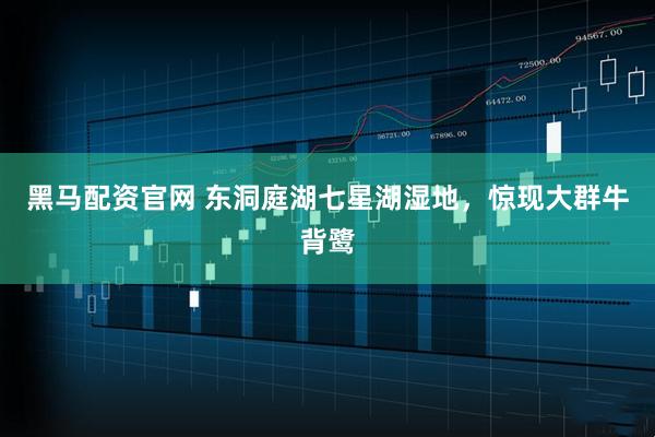 黑马配资官网 东洞庭湖七星湖湿地，惊现大群牛背鹭